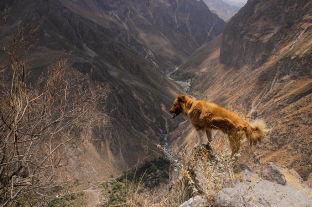 stray peruvian dogs